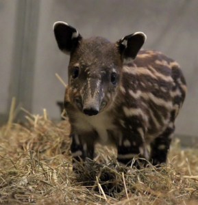 cría de tapir andino