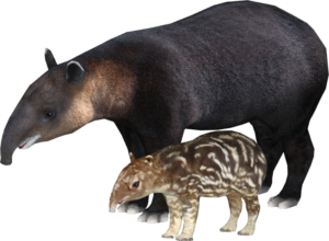 tapir andino y su cría