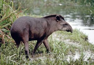 Tapir Andino